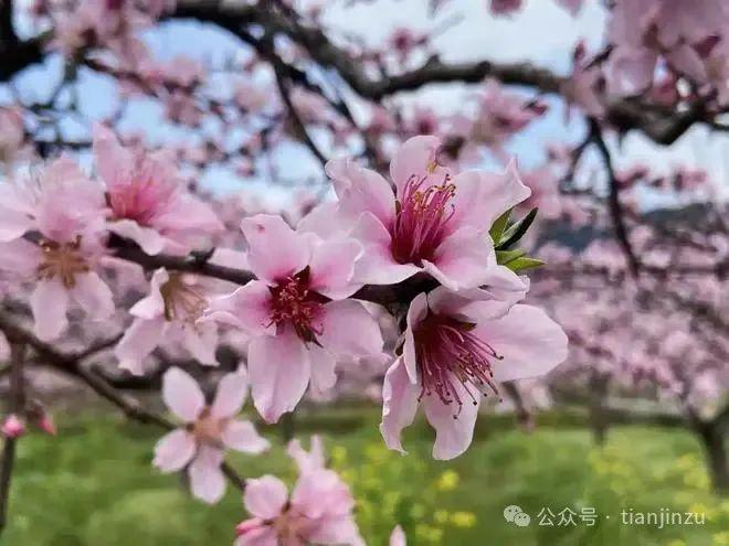 提醒！今起暂停开放！为期6天！清明节小长假天津这20场活动不容错过！冲26℃！就在这天！在天津…(图19)