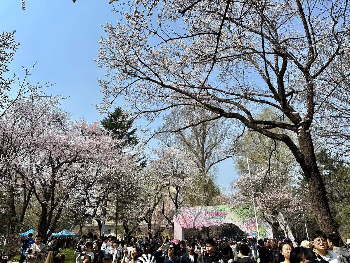 繁花初绽杏好有你！吉林大学第九届杏花文化节暨长春大学生春日踏青季启幕(图2)