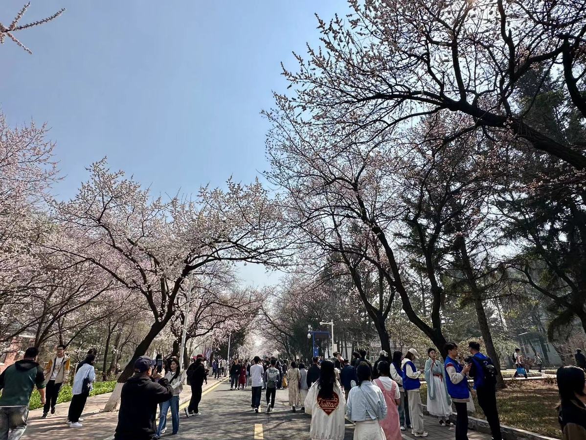 繁花初绽杏好有你！吉林大学第九届杏花文化节暨长春大学生春日踏青季启幕(图4)
