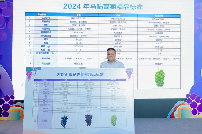 精品果“按串销售”每串售价100元马陆葡萄品牌价值再创新高(图2)