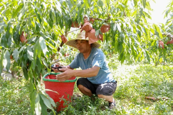 观山湖区:搭上“品牌快车”让农产品一路“旺销”(图3)