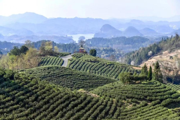 观山湖区:搭上“品牌快车”让农产品一路“旺销”(图6)