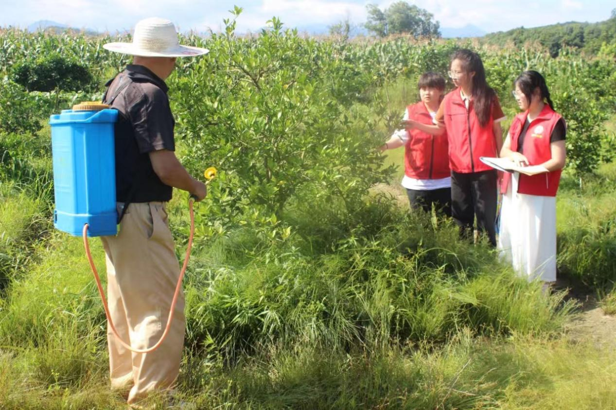 绽放在崀山脚下的青春风采——大学生在新宁开展暑期“三下乡”活动纪实(图1)
