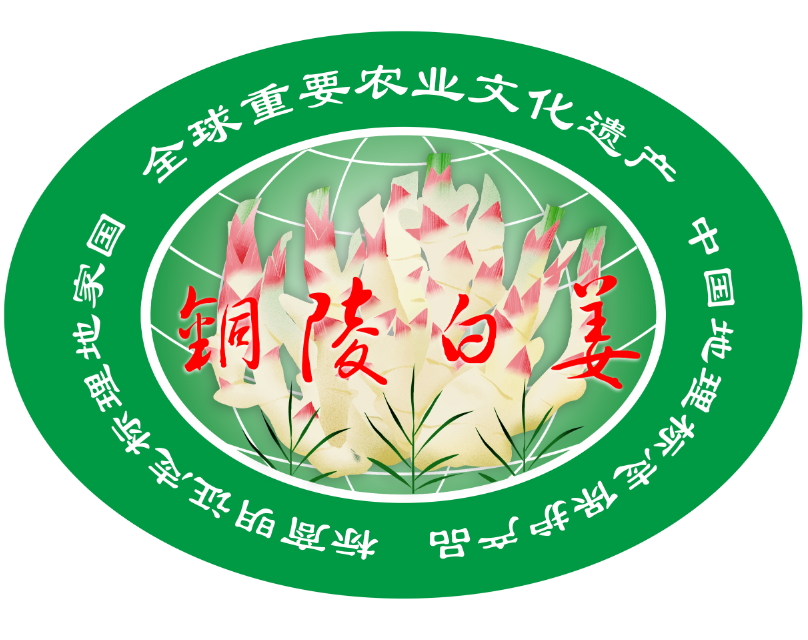 全球重要农业文化遗产铜陵白姜区域公用品牌标识公布(图2)