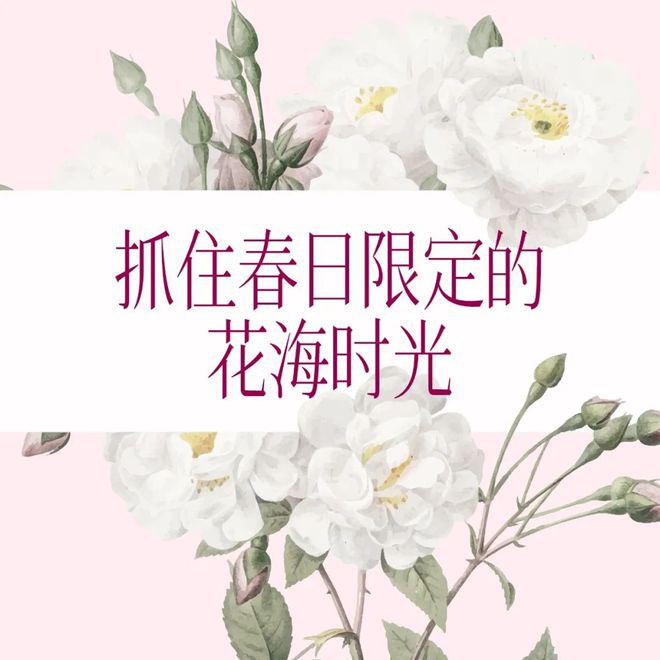 不是每场春天都要去日本有一种浪漫叫西班牙花海(图1)