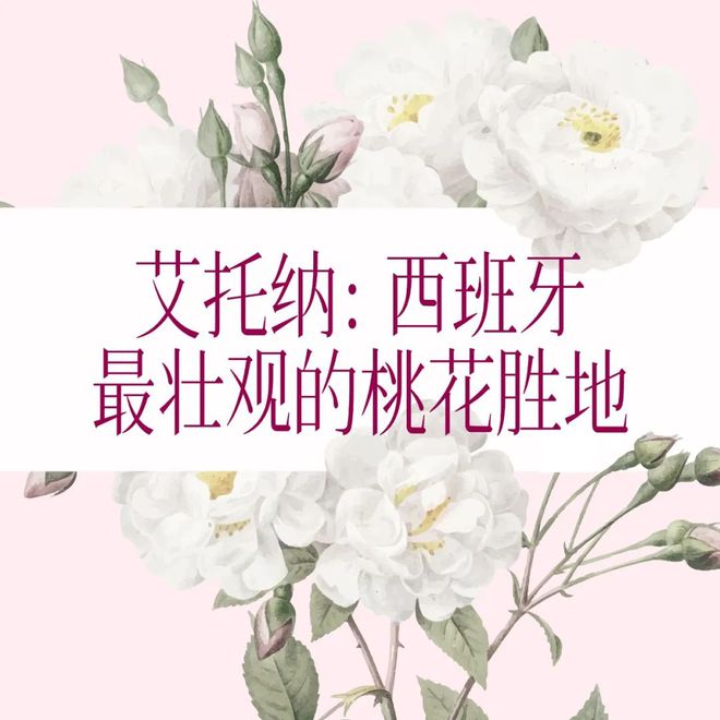 不是每场春天都要去日本有一种浪漫叫西班牙花海(图11)