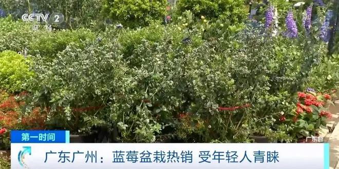 外国“水果贵族”集体沦为中国土特产(图11)