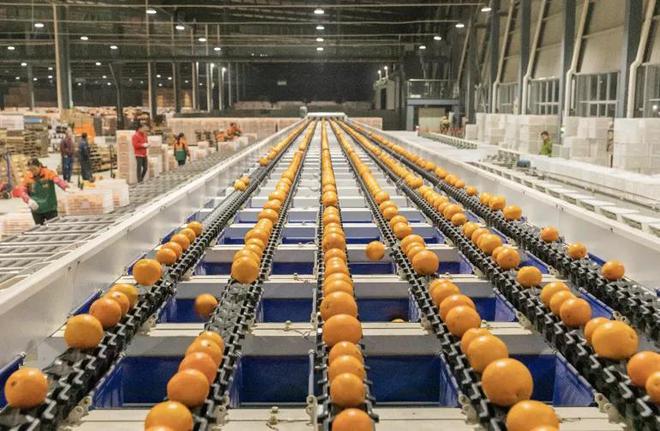 外国“水果贵族”集体沦为中国土特产(图13)