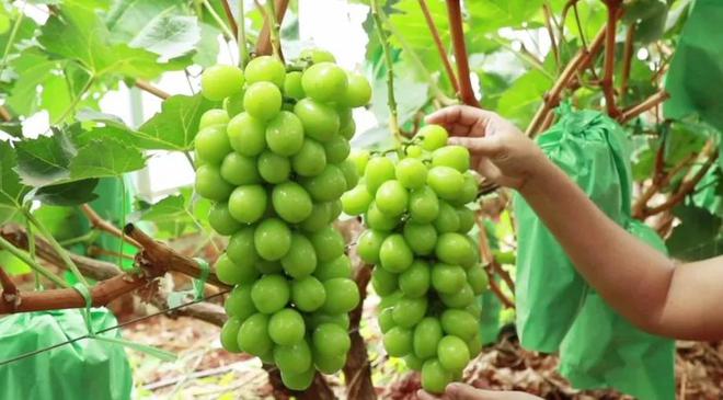 外国“水果贵族”集体沦为中国土特产(图18)