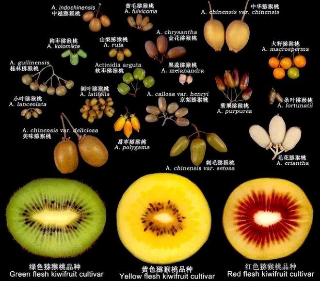 外国“水果贵族”集体沦为中国土特产(图20)