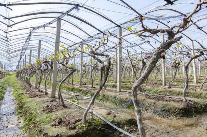 外国“水果贵族”集体沦为中国土特产(图21)