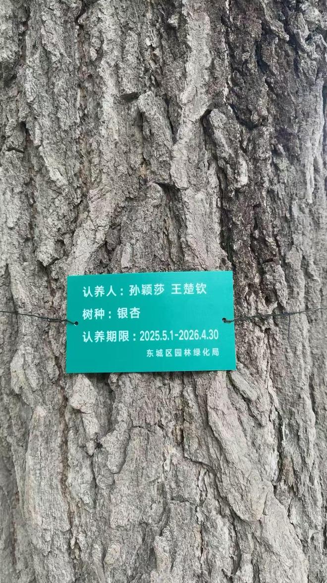 地坛公园的银杏树火了！这才是体育顶流CP的正确打开方式(图1)