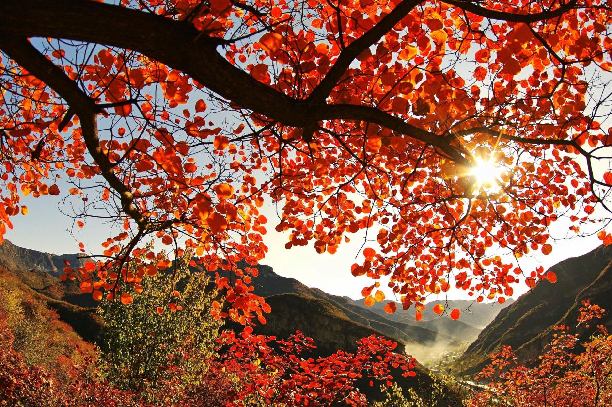 双节游房山！40余项重点文旅活动带游客解锁秋日精彩(图1)