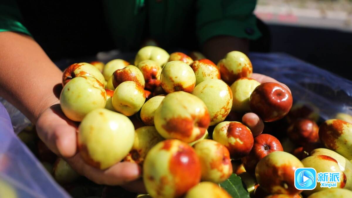 千村百镇话振兴·丰收节特别策划丨金秋潍坊千里沃野庆丰年(图1)