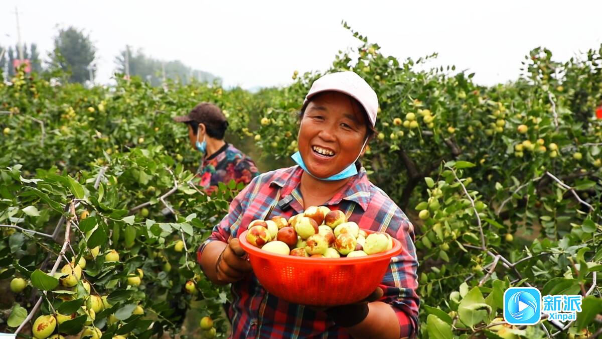 千村百镇话振兴·丰收节特别策划丨金秋潍坊千里沃野庆丰年(图2)