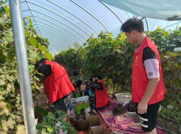 淮南市大通区：葡萄串起“甜蜜”振兴路(图1)