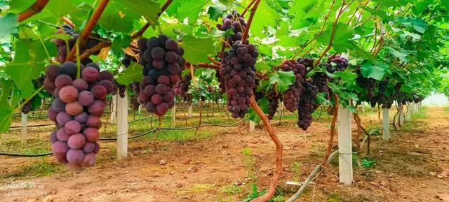 让百年“老品牌”焕发“新活力”——关于加强陕西丹凤葡萄酒品牌宣传营销的实践与思考(图4)